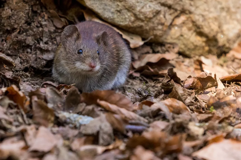 Qu'est ce qui attire les rats dans mes locaux ?