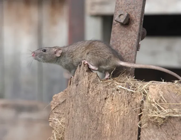 rattus norvegicus