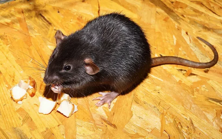 rongeur rat noir